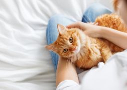 Everything You Need To Know About International Cat Day