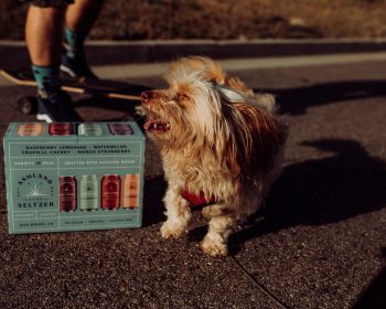 5 Best Wayfair's Top-Rated Products for Spoiled Fur Babies