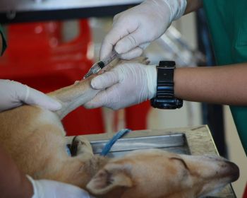 Domyown  5 Dog care Product Every Dog Owner Should  Have